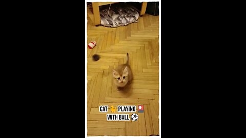 🐈 Cat playing 🎴 with a ball ⚽ #sports #animals