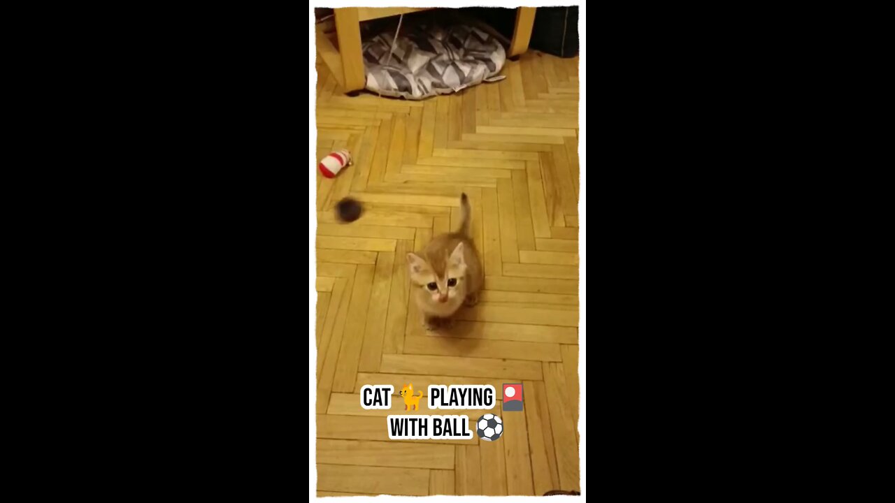 🐈 Cat playing 🎴 with a ball ⚽ #sports #animals