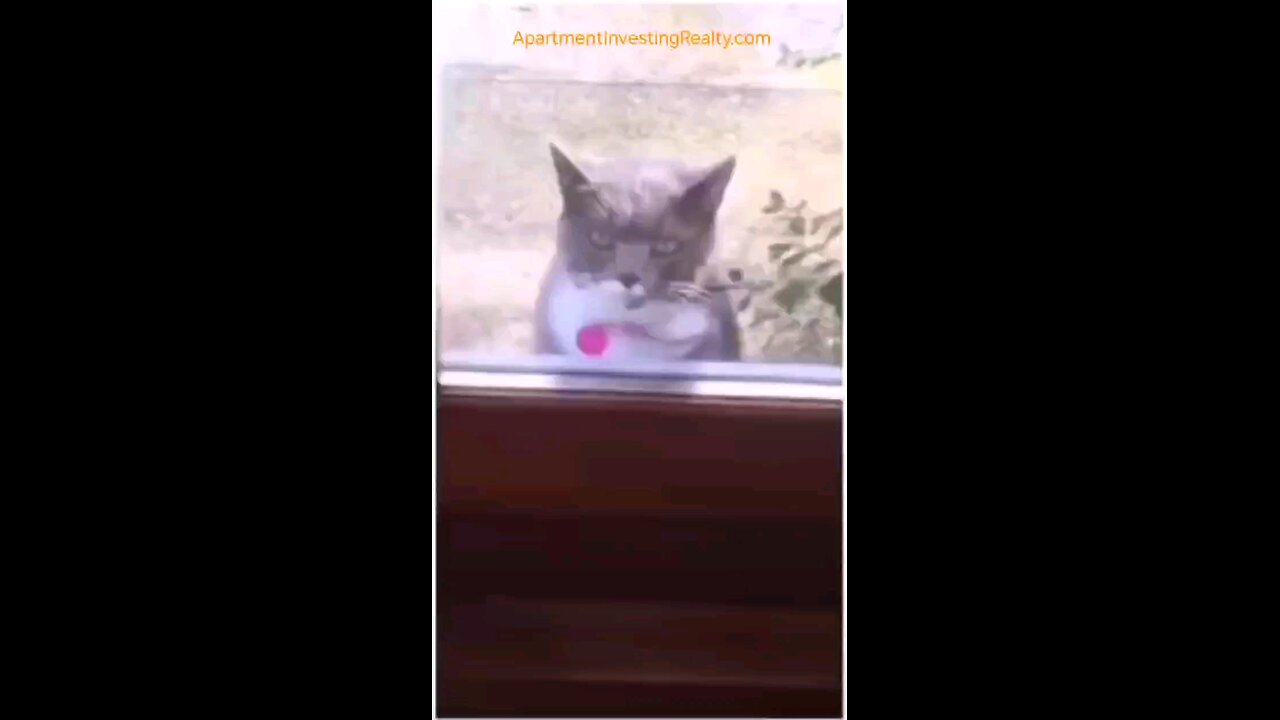 It's Caturday ‼️‼️‼️