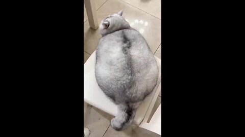 funny cat