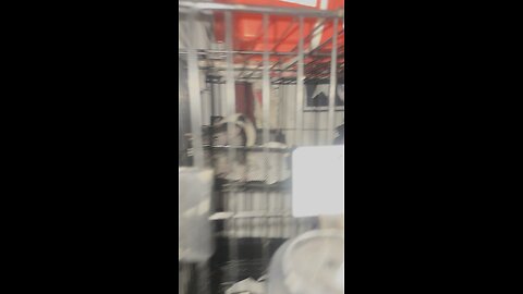 Sweet Pea and Callies new cage