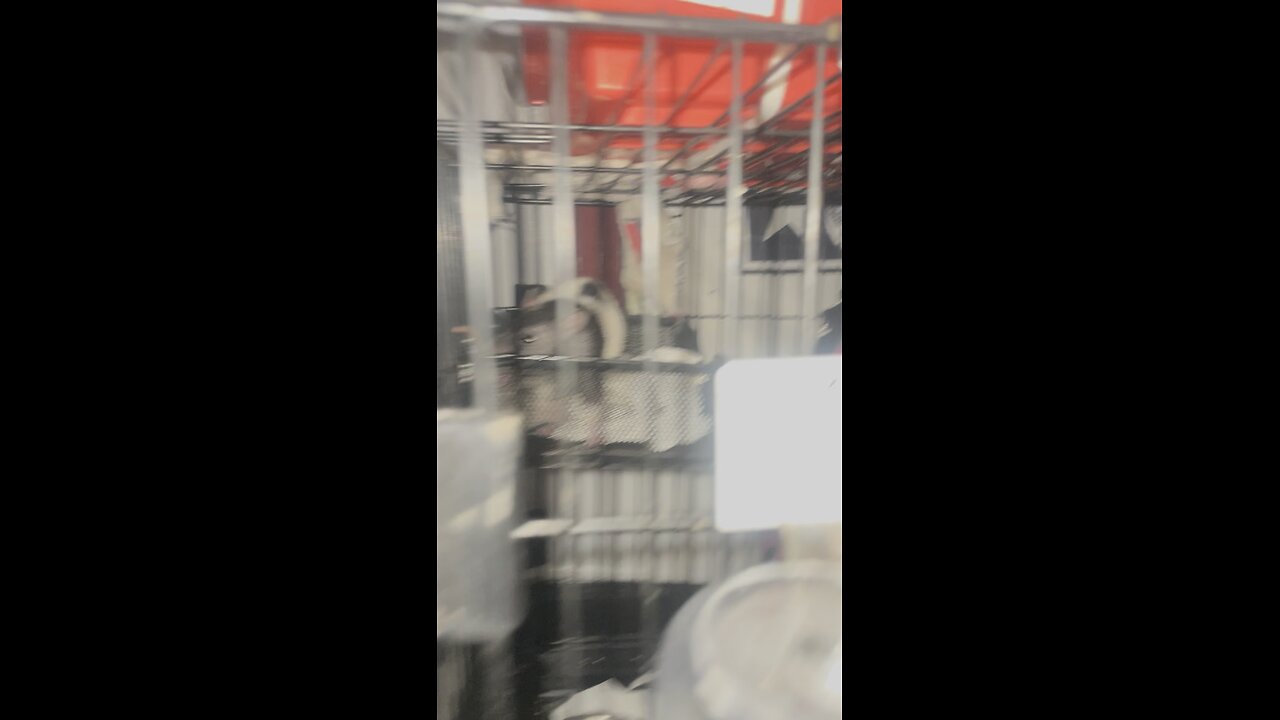 Sweet Pea and Callies new cage