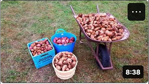 "337lbs of Potatoes: Effortless Cultivation with No Digging or Watering!"