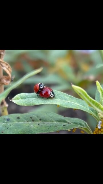 Lady beetles mating