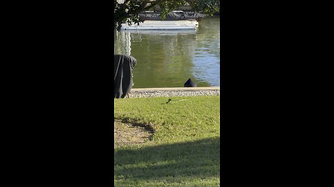 Big Iguana In Paradise! | 4K