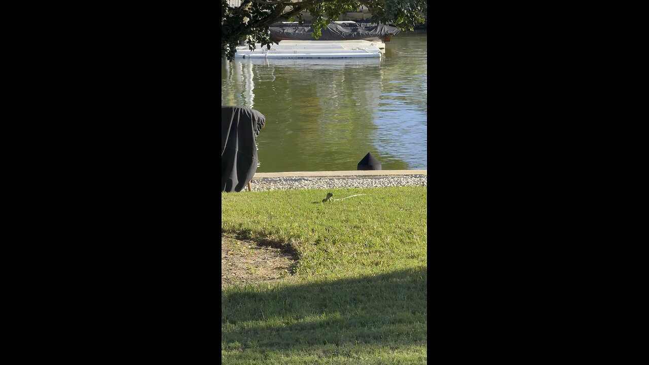 Big Iguana In Paradise! | 4K