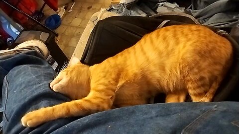 cat hugging daddy