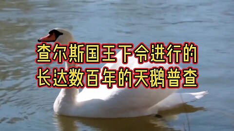 查尔斯国王下令进行的长达数百年的天鹅普查