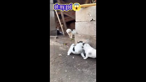 baby dogs fighting 😱🐕 #puppy #babydogs #viral #dog #funny #shorts