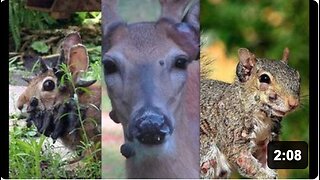 Mutant Animals with Horrifying Growths Have Been Spotted In Multiple US States! Have You Seen Any?