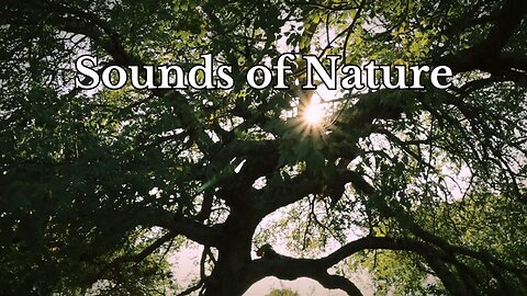 Sounds of Nature to Relax your Mind