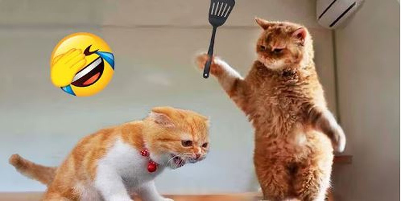 funny animal