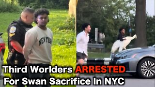 New York City Swan STOLEN For Animal Sacrifice