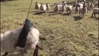 Always One