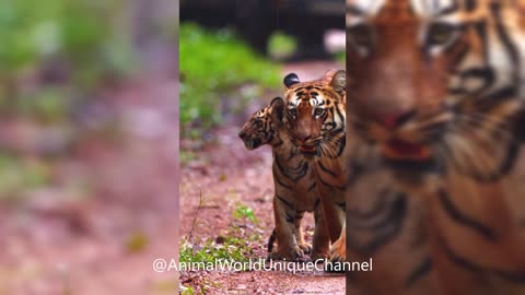 Cute tiger cubs with mother tigress walking in the rain