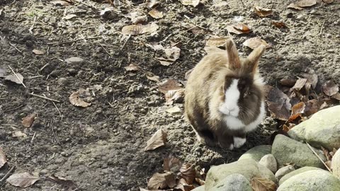 Bunny Midnight Snack – Cute Munching