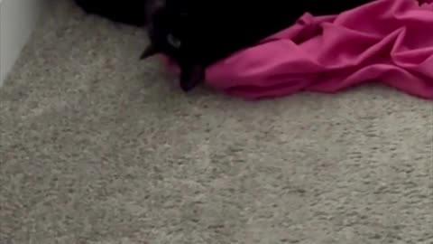 Cute Precious Piper is Playful on Wash Day - My Adopted Shelter Cat Vlog #shorts