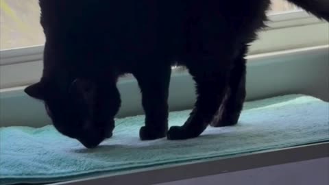 Cute Precious Piper Does a Beautiful Stretch - Adopting a Cat from a Shelter Vlog #shorts