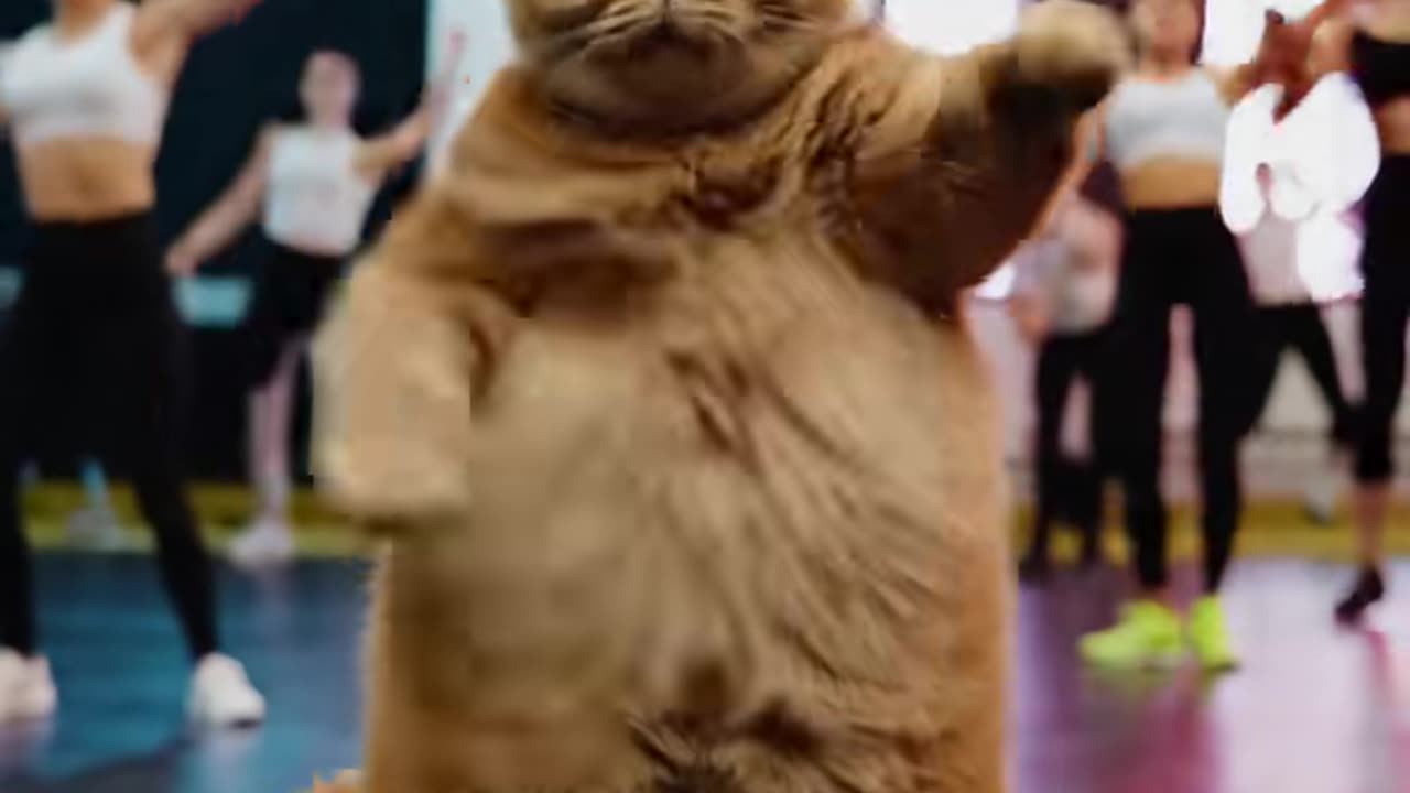 Ai Video:Fat Cat dancing