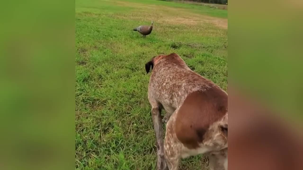 10 Years of Funny Cats 🐱 The Ultimate Compilation | 10 Years of Cats Being Silly & Hilarious