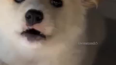 cutie puppy barking 🔥🐕
