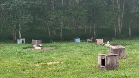 Dogs Predict Earthquake in Russia