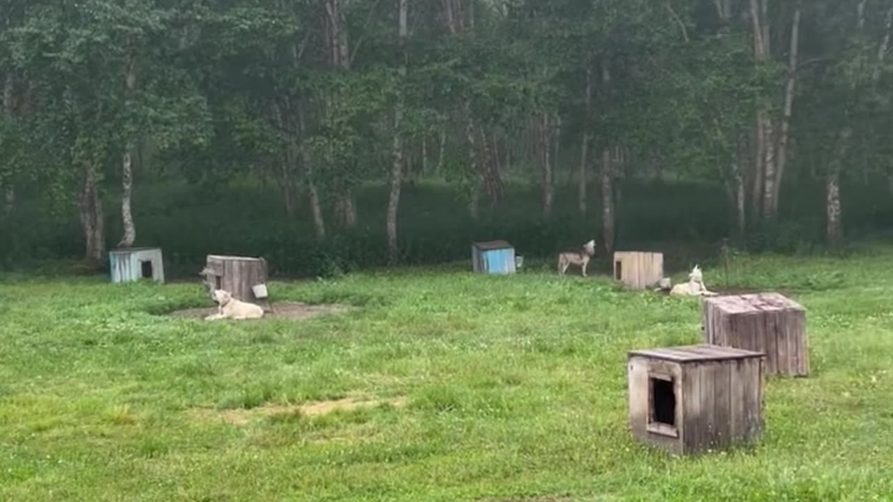 Dogs Predict Earthquake in Russia