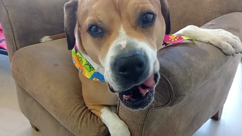 Goliath 5y A830498@TRN, in foster now but lookin 4 forever home, gave me lovely focus today20258318