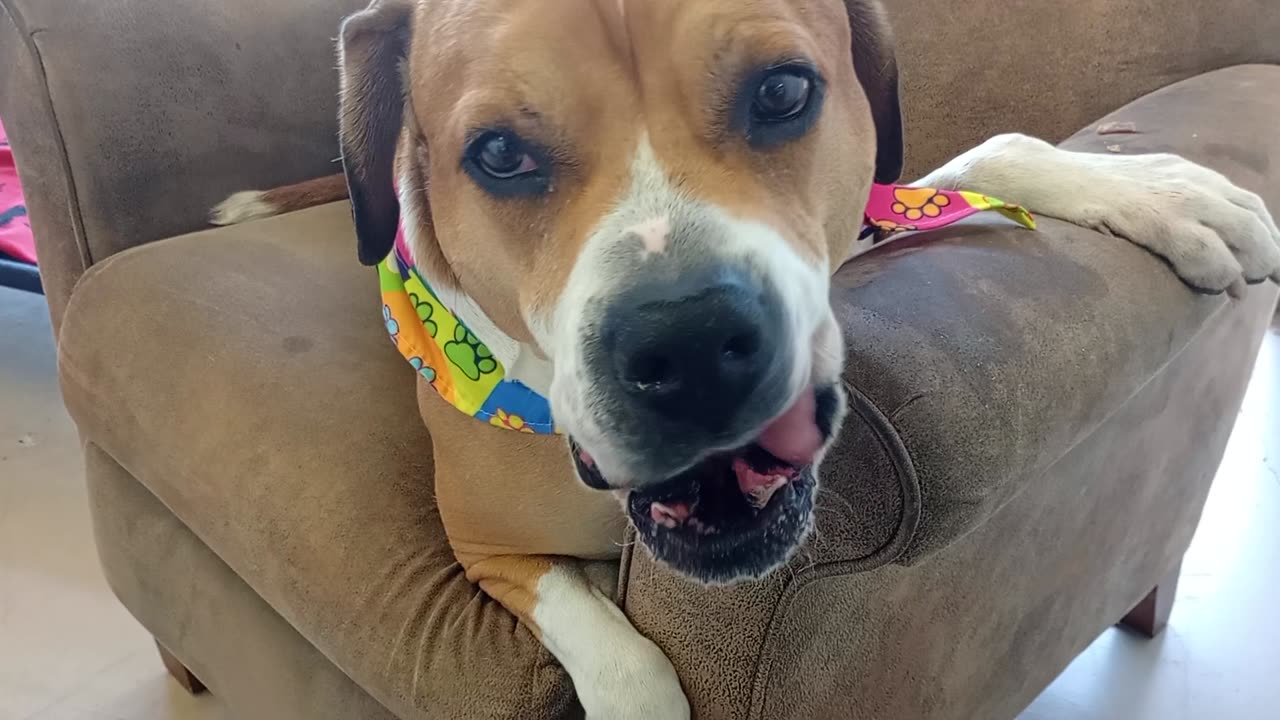 Goliath 5y A830498@TRN, in foster now but lookin 4 forever home, gave me lovely focus today20258318