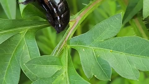 This Bee totally has the Beat.