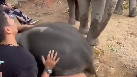 🐘😂 This Baby Elephant is a Little Trouble Maker! | FunFM