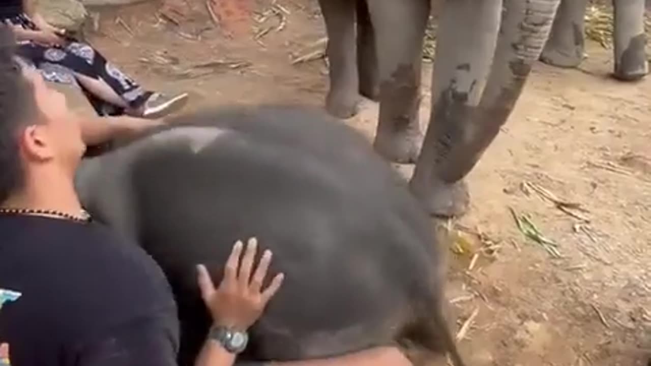 🐘😂 This Baby Elephant is a Little Trouble Maker! | FunFM