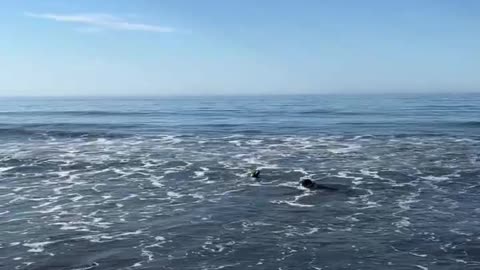 Dog Meets a Seal at the Beach