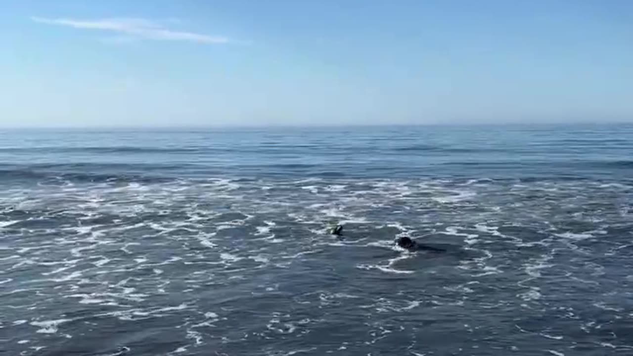 Dog Meets a Seal at the Beach
