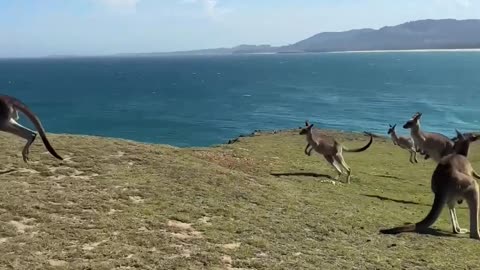 Kangaroo Troop Hops Around Posing Tourist