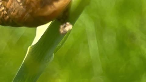 O.rganically grown Fennel coming into Bloom snails and caterpillars