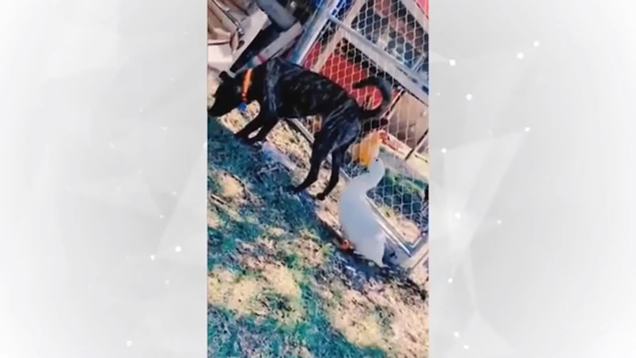 Funny Animals