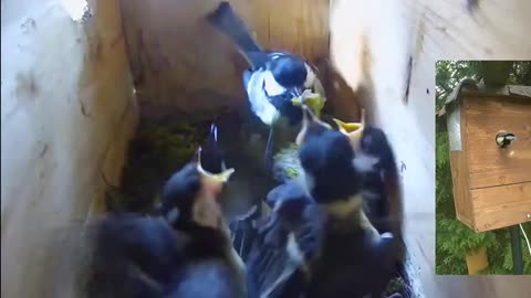 Great Tits - Resourceful parents 😃👍They helped dismember a tasty caterpillar 🦠🐦😋👍👍
