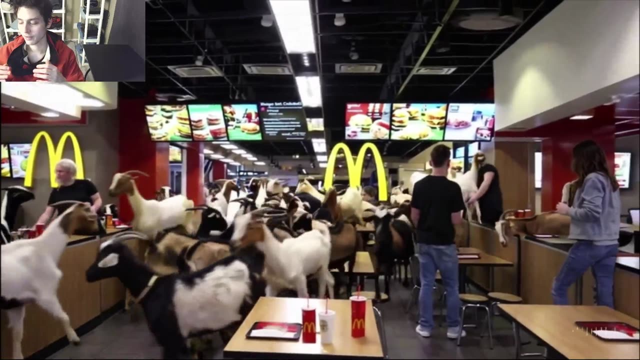 Outtake #1,040 Of Over 15 Sheep Roam Around A McDonald's Restaurant Fake Funny Parody Video