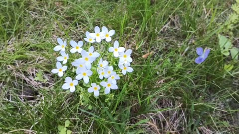 Mayflowers