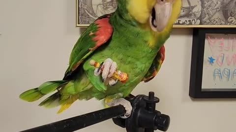 Parrot wants a drink 😂🦜