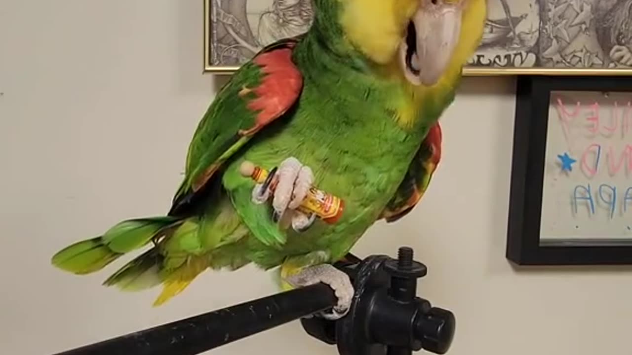 Parrot wants a drink 😂🦜