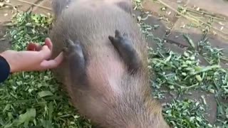 Sleeps Like Me
