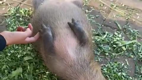 Sleeps Like Me