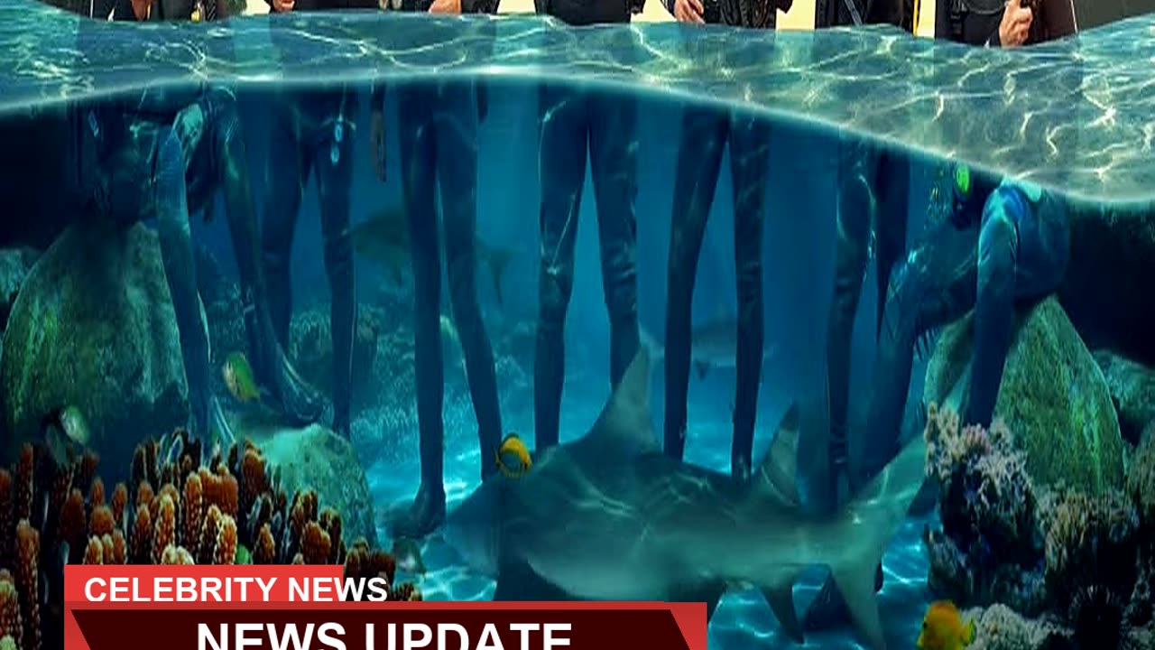 Plimsoll is Chomping at the Bit to Bring Shark C