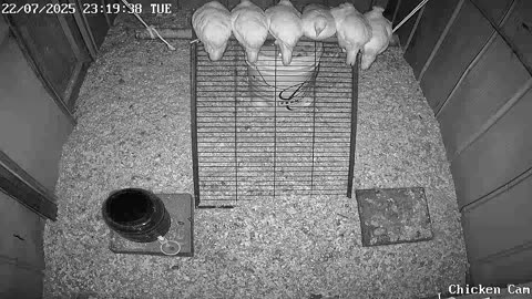 Millar Time Chicken Cam