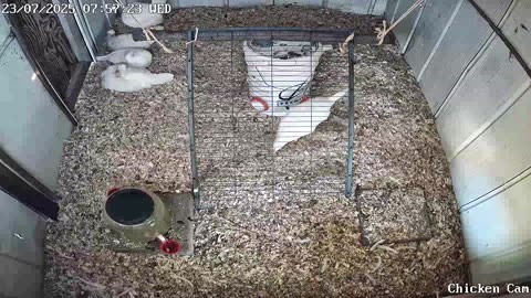 Millar Time Chicken Cam