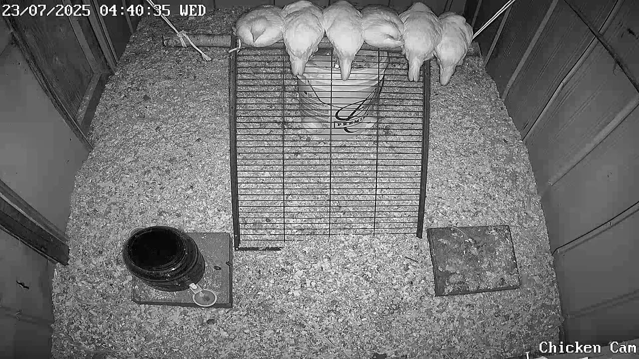 Millar Time Chicken Cam