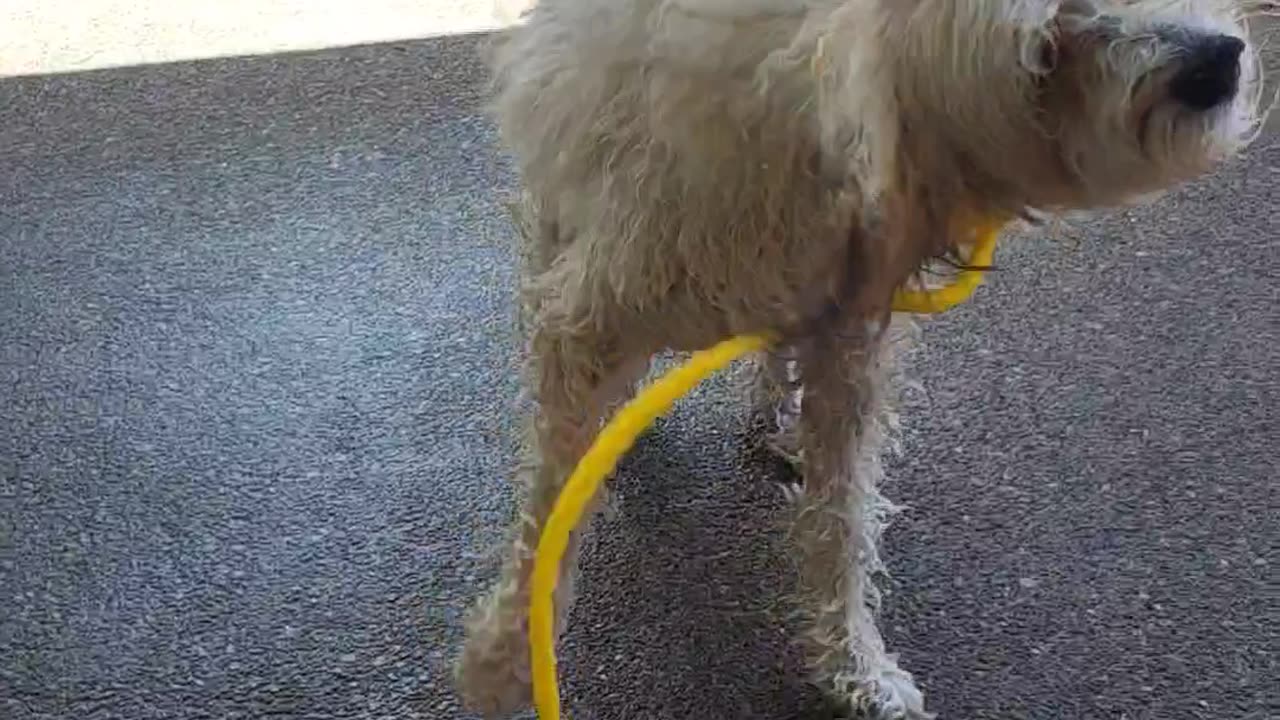 Bosco Norbert shake it off