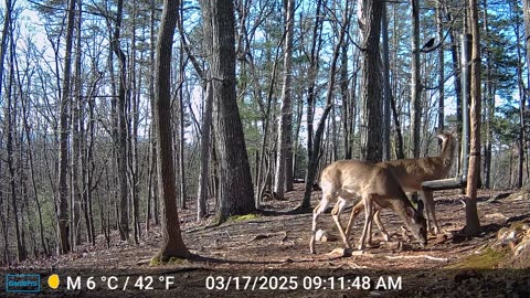 The Woods – 03/17/2025